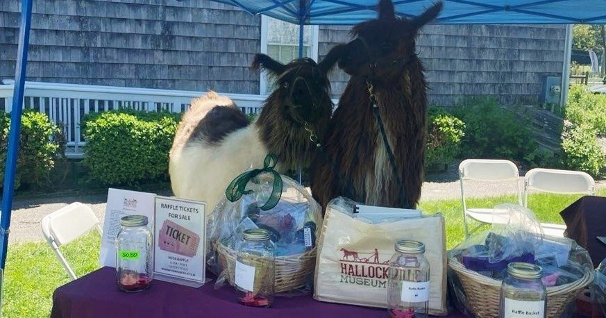 A photo of a raffle/booth table under a canopy with two llamas/alpacas behind it. The table includes signs and items with readable text such as “RAFFLE TICKETS FOR SALE,” “TICKET,” “50/50,” “Raffle Basket,” and a bag labeled “HALLOCK MUSEUM.”